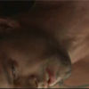 Ricky Martin dezbracat (video)