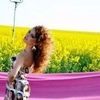 La multi ani, Elena Gheorghe