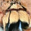O noua specie de paianjeni, botezata dupa David Bowie