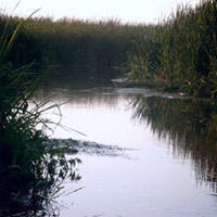 Parcul natural Comana
